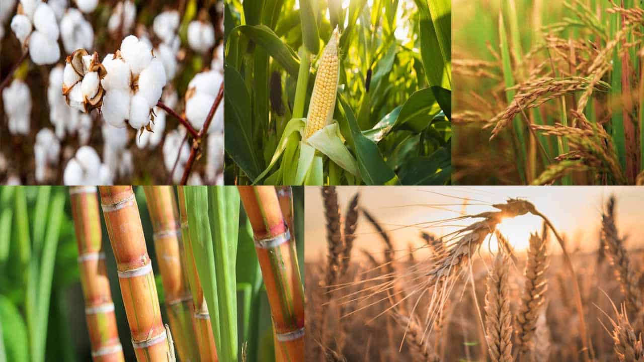 Wallpaper : sunlight, plants, field, crops, wheat, cereal, agriculture ... Wallpaper : sunlight, plants, field, crops, wheat, cereal, agriculture ...