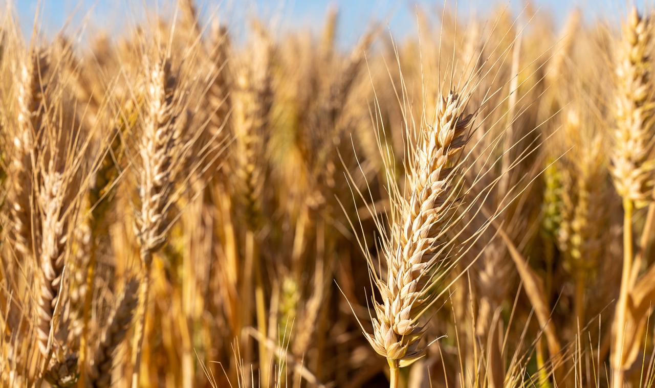 Crop production - Agrotrade Crop production - Agrotrade