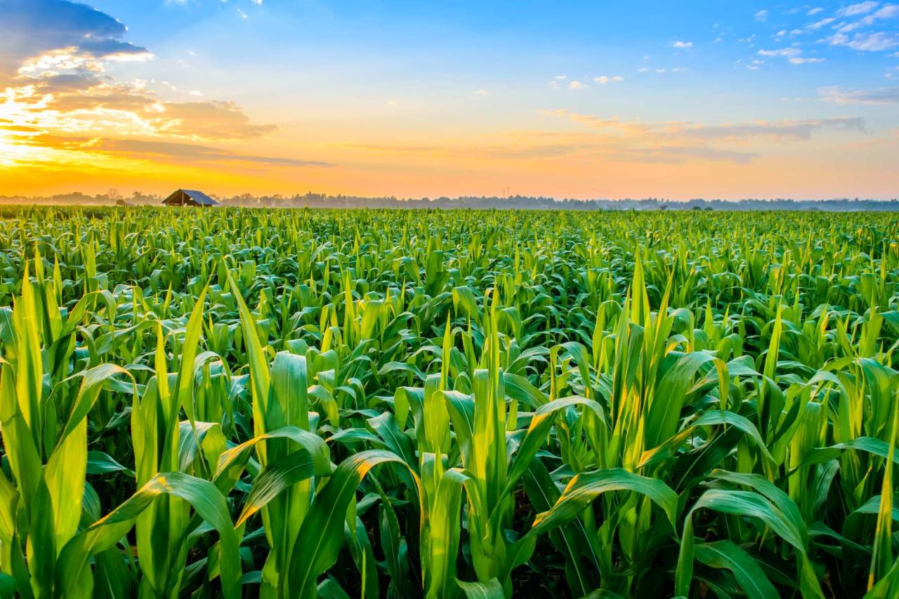 AI Startup Revolutionizes Crop Breeding for Climate Resilience | Robots.net AI Startup Revolutionizes Crop Breeding for Climate Resilience | Robots.net